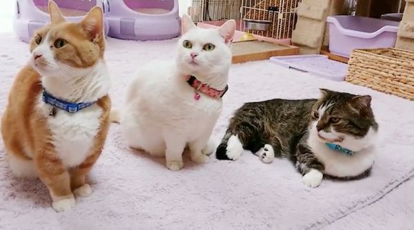 横一列に並ぶ猫たち