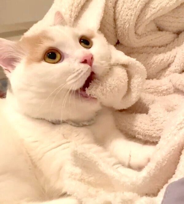 カミカミ&フミフミするしらすちゃん