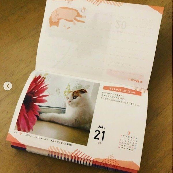 「まいにちにゃんこ2020」