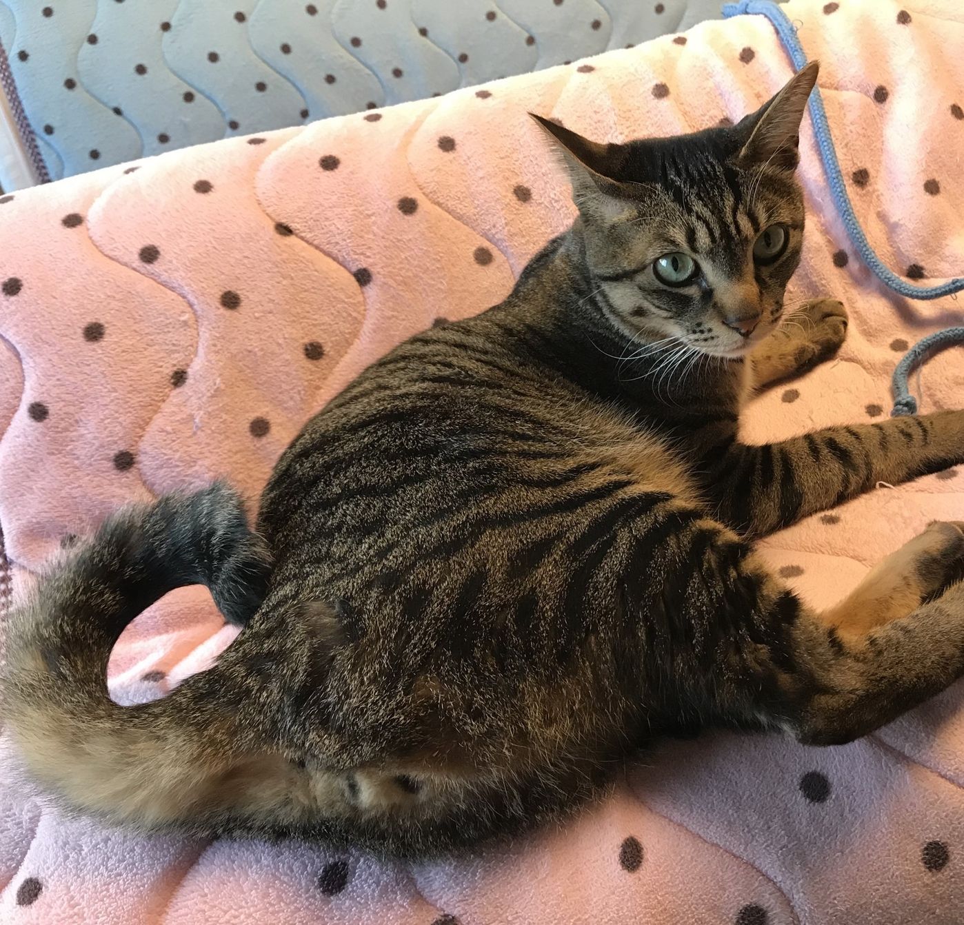 みんな違ってみんないい 呼び名もカワイイ 珍しっぽ たち ねこのきもちweb Magazine みんな違ってみんないい 呼び名もカワイイ 珍しっぽ たち ねこのきもちweb Magazine