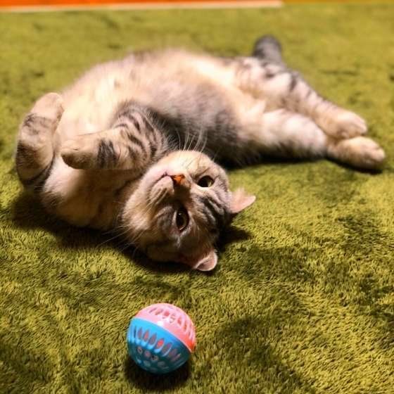 ボールで遊ぶ猫