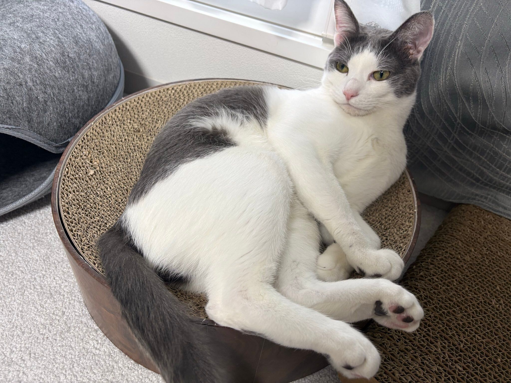 爪とぎの上でまったりしている猫