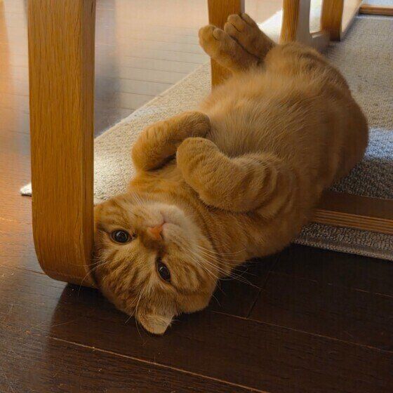 寝転がるスコティッシュフォールド