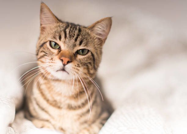 若い美しい猫を自宅