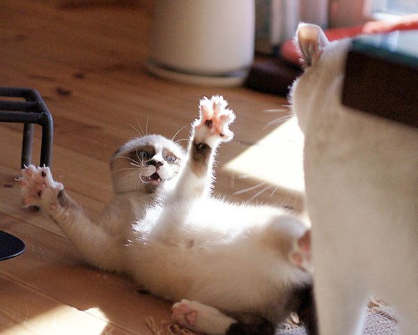 はに丸くんとあんこちゃん