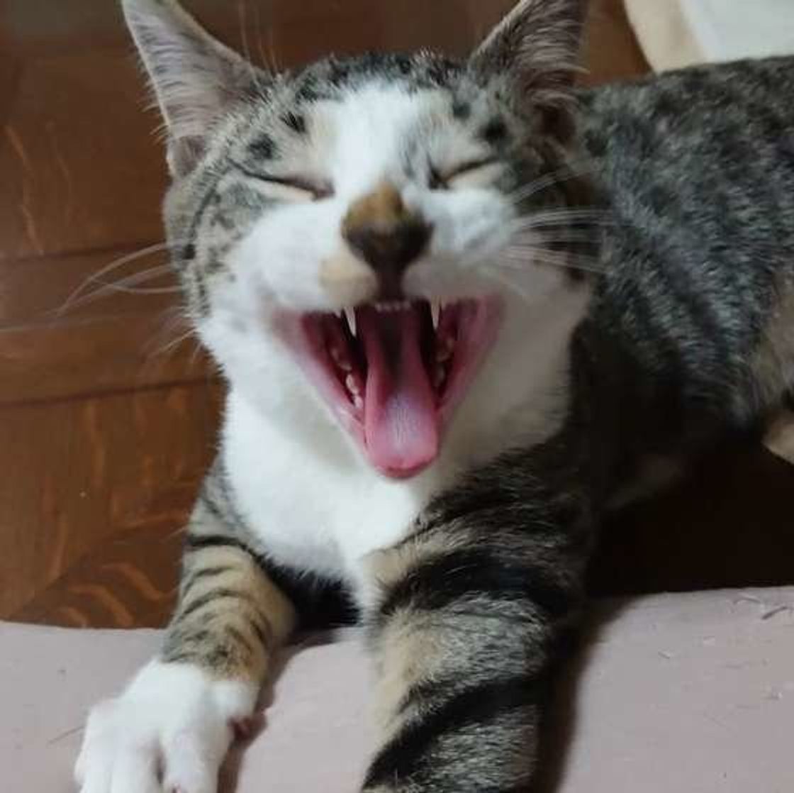 肉球や香箱座りも 可愛い猫の顔文字10選 ねこのきもちweb Magazine 肉球や香箱座りも 可愛い猫の顔文字10選 ねこのきもちweb Magazine