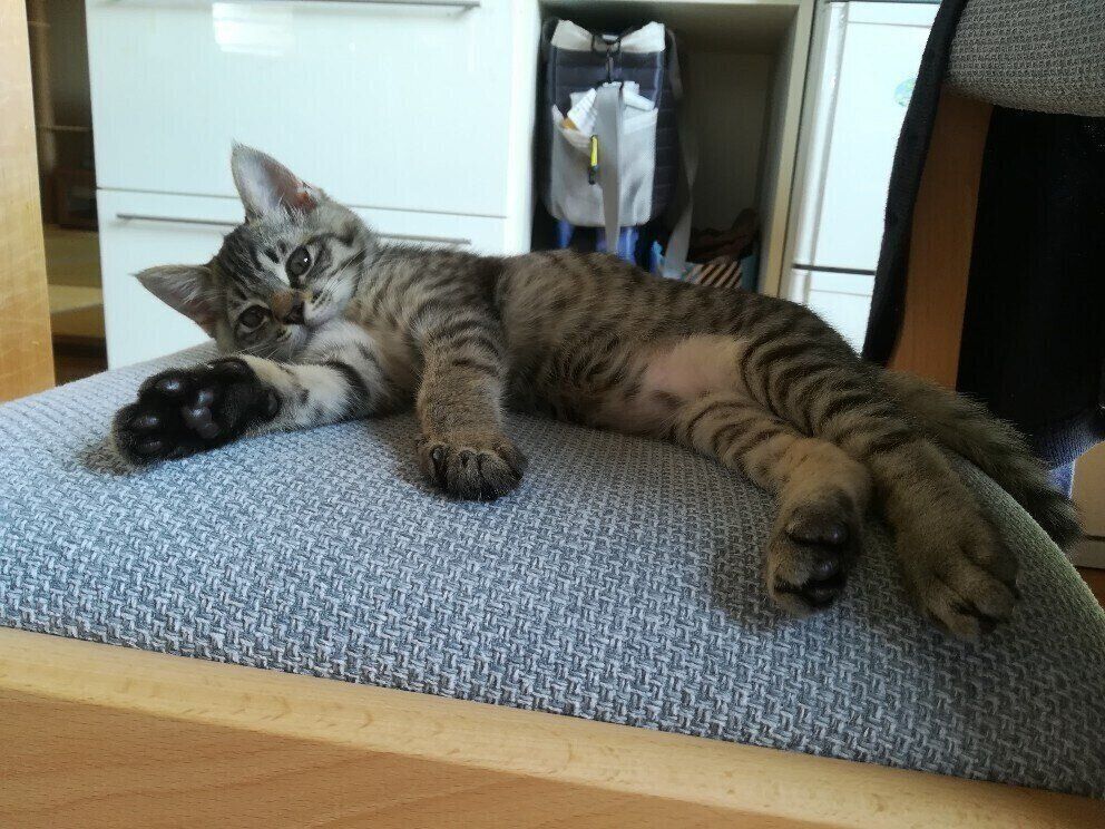 まったりするコイモちゃん