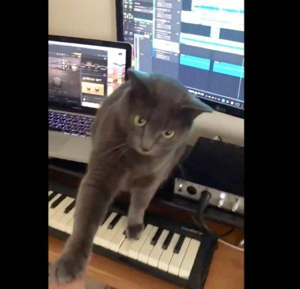 キーボードの上に乗るバーちゃん