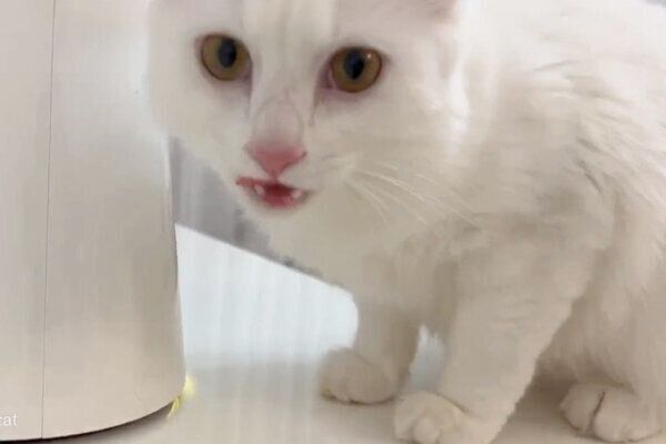 納得がいかない様子のマオくん