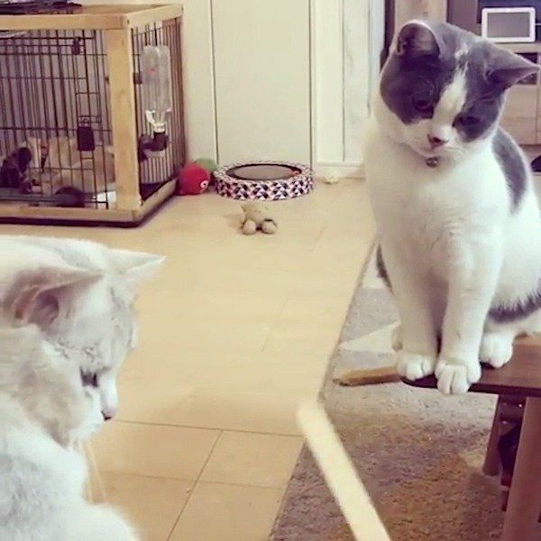 アイスの棒が気になるブリティッシュショートヘア