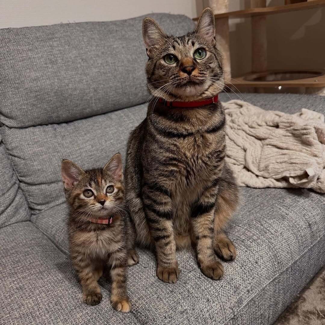 「カイちゃんもきぃちゃんも宝ものです」と飼い主さんが