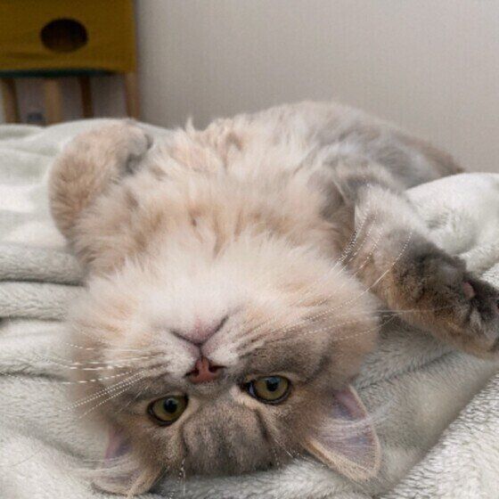 ラガマフィンのQuillちゃん