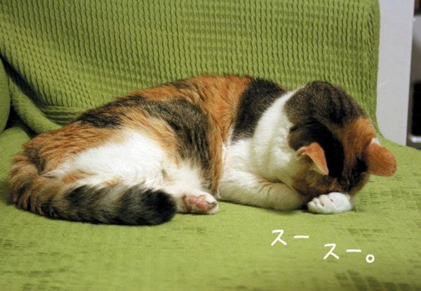 愛しき猫のふしぎ