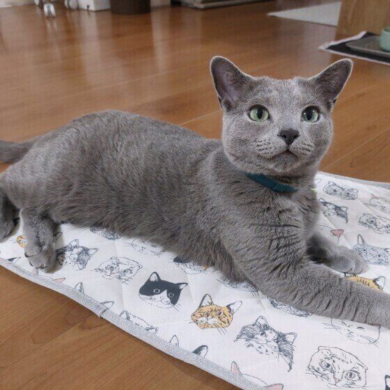 ロシアンブルーのてんくん  