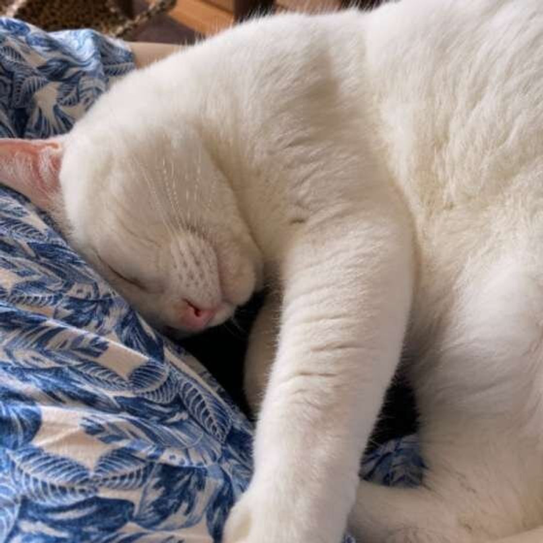 白い毛がまじるほど甘えんぼうって本当 猫の毛柄と性格のヒミツ ねこのきもちweb Magazine 白い毛がまじるほど甘えんぼうって本当 猫の毛柄と性格のヒミツ ねこのきもちweb Magazine