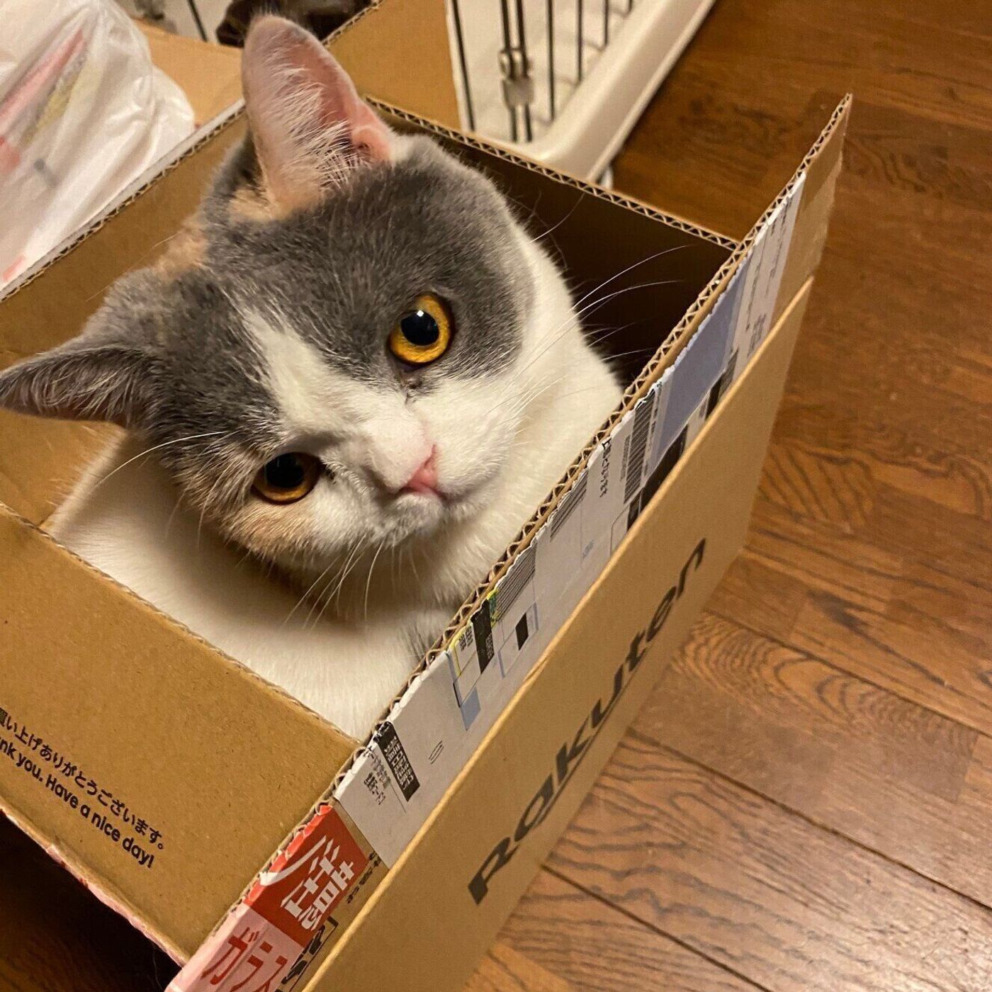 小さくてもボロボロでも構わない 段ボールマニアな猫たち5連発 ねこのきもちweb Magazine 小さくてもボロボロでも構わない 段ボールマニアな猫たち5連発 ねこのきもちweb Magazine
