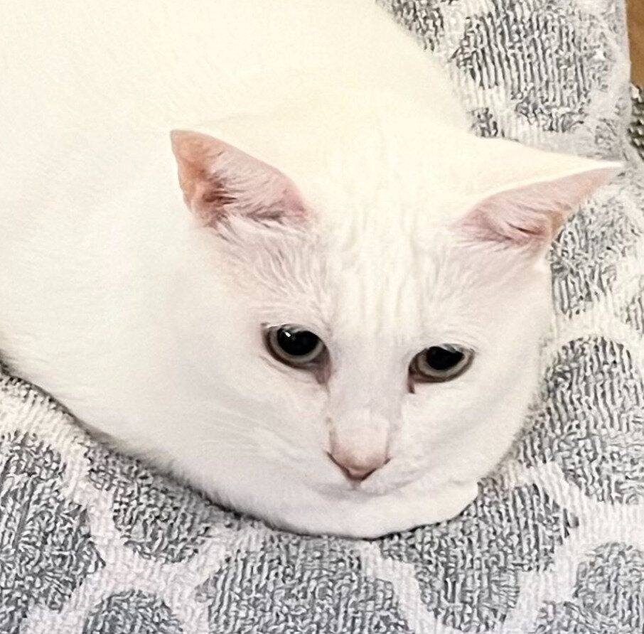 くつろいでいる猫