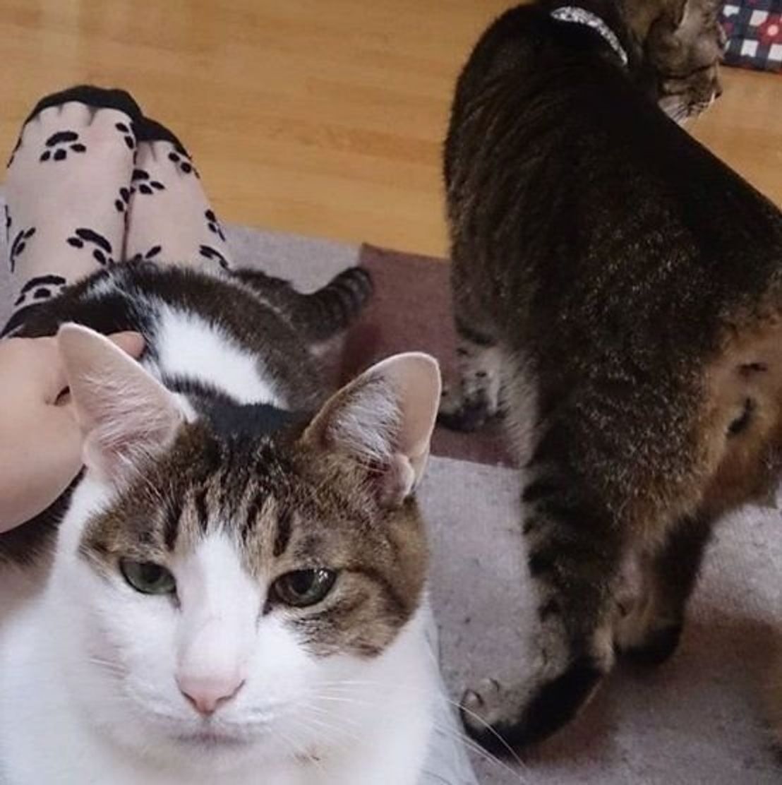 愛猫とおそろい ニャンとも可愛い 猫の靴下 大集合 ねこのきもちweb Magazine 愛猫とおそろい ニャンとも可愛い 猫の靴下 大集合 ねこのきもちweb Magazine