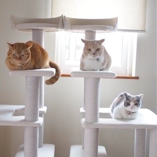 不思議な動きをする猫