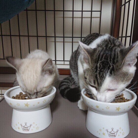 仲良く朝ごはんを食べる幸ちゃんたち