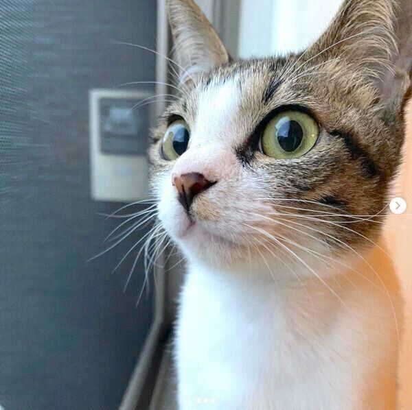 外の様子を眺めるふきちゃん