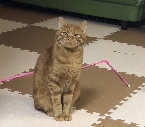 飼い主に甘えるにゃんこ