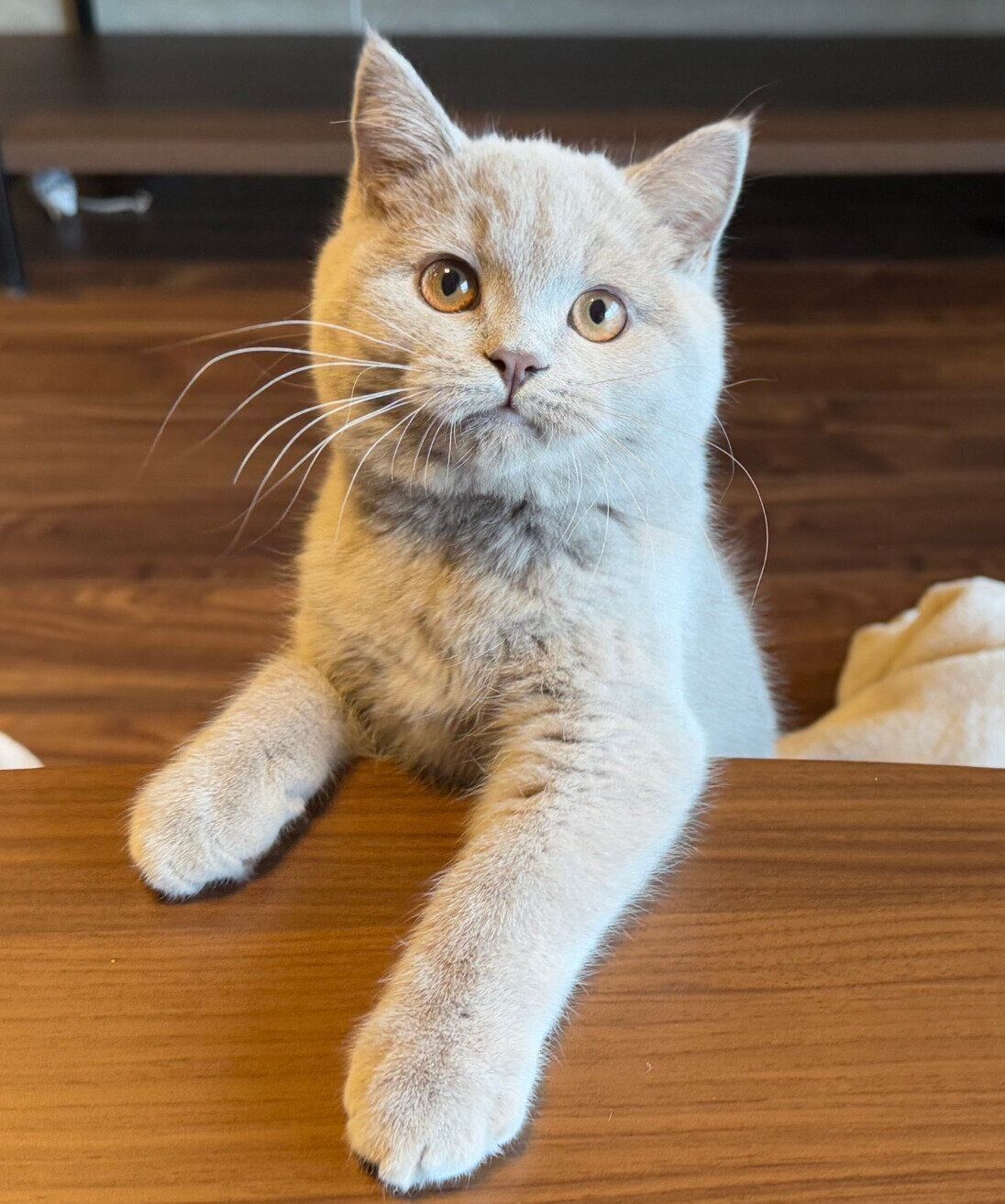 見つめるもめんくん