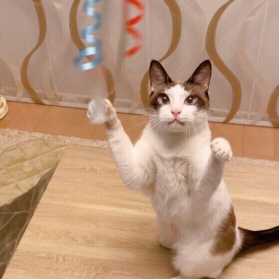 猫じゃらしで遊ぶMix猫