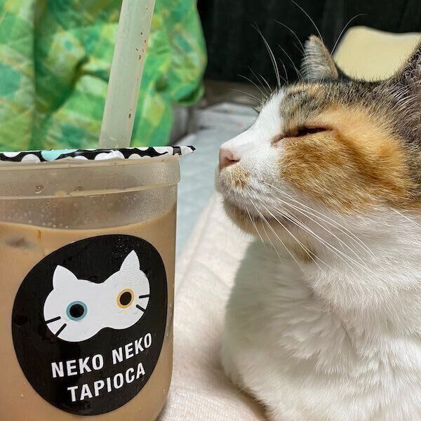 「ねこねこタピオカ」