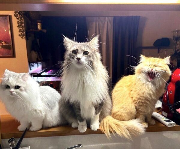 集合する猫たち