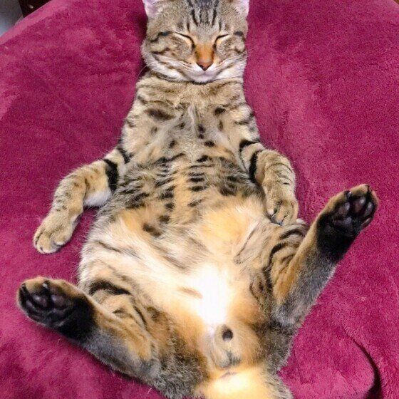 ヘソ天するキジトラ