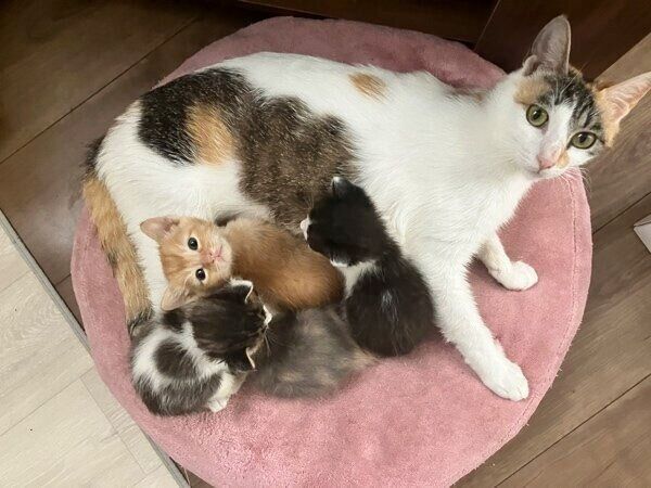 くるみちゃんと子猫たち