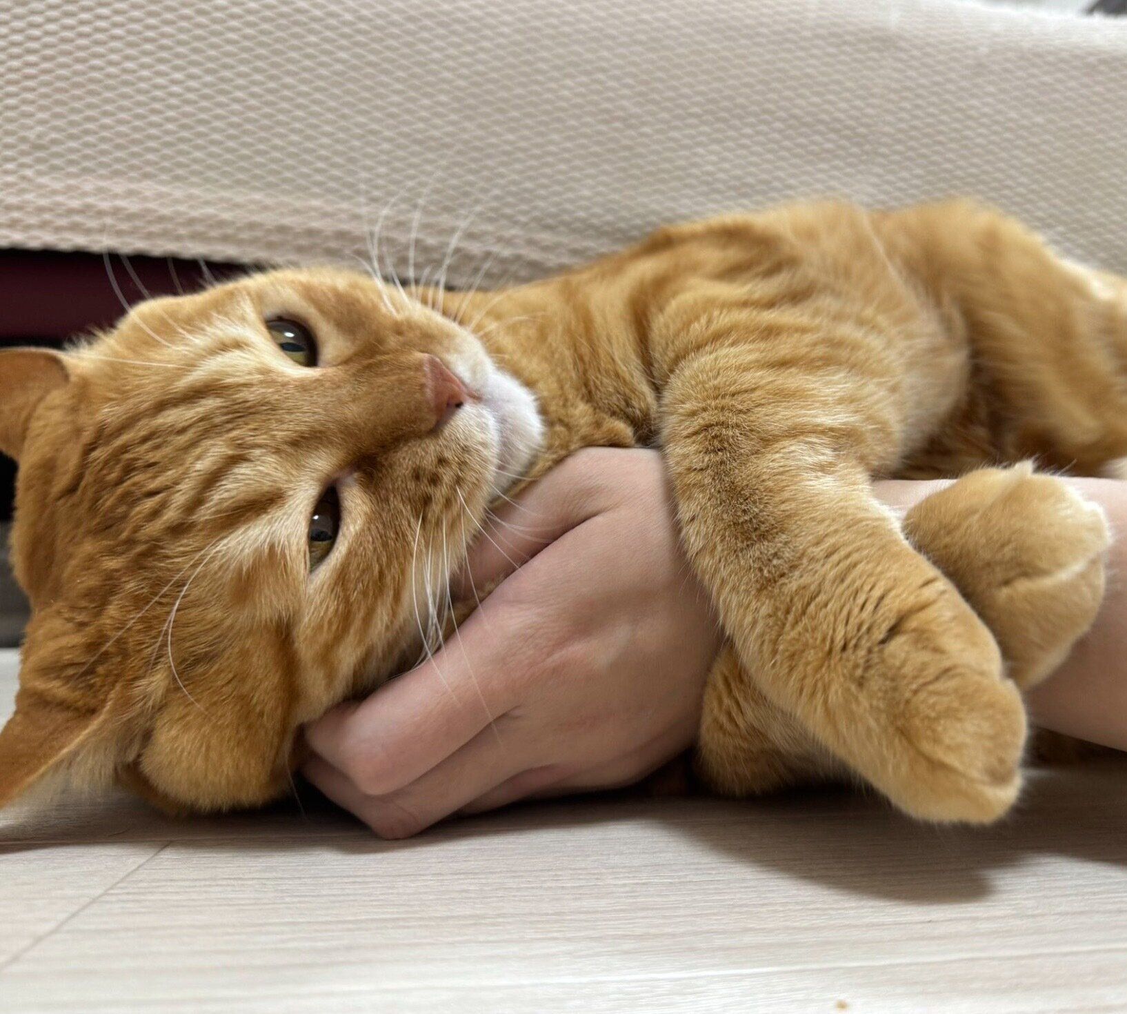 飼い主さんの腕をホールドするとらまるくん