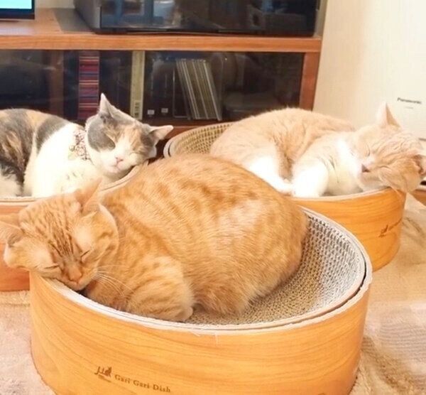 仲良く眠るマンチカン3姉妹