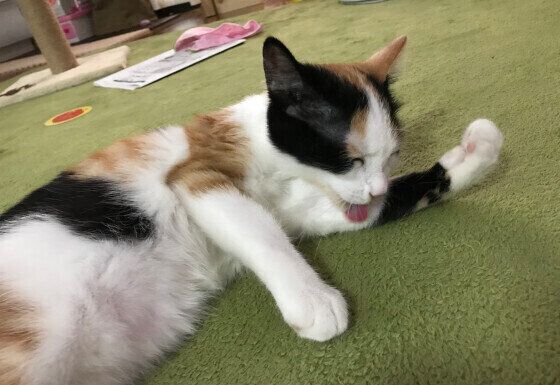 毛づくろいする三毛猫