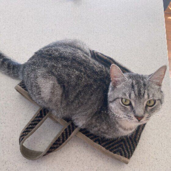 鞄の上にのるペールくん（マンチカン）