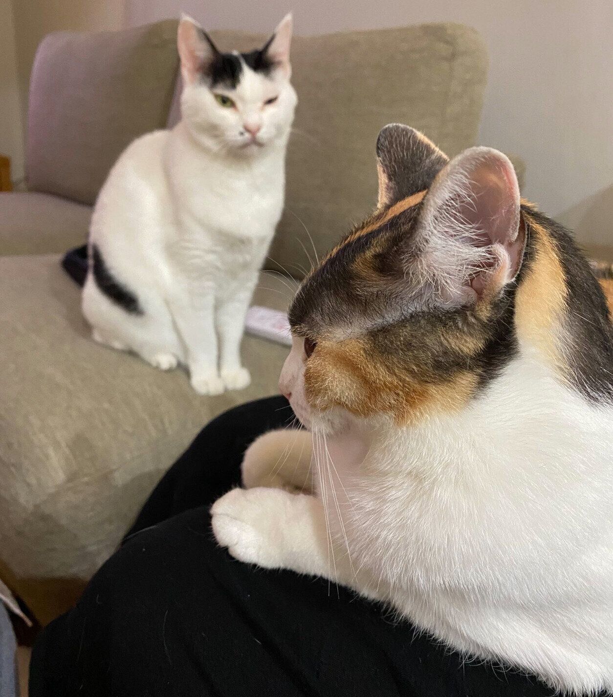 ママさんの膝の上に乗るモチちゃんと、その様子を見つめるハルちゃん。