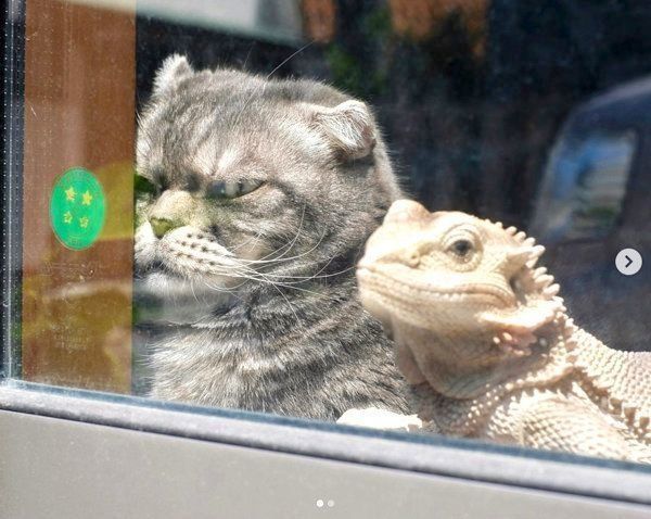 味のある表情を見せるスコティッシュフォールド