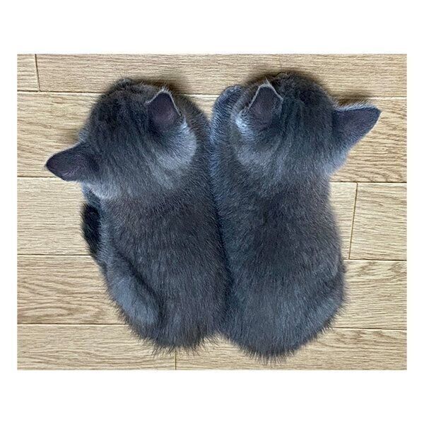 体をぴったりとくっつけて、寄り添うようにして寝るグリくんとカイくん