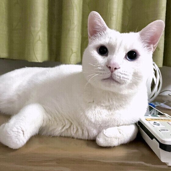 リビングでくつろぐMix猫