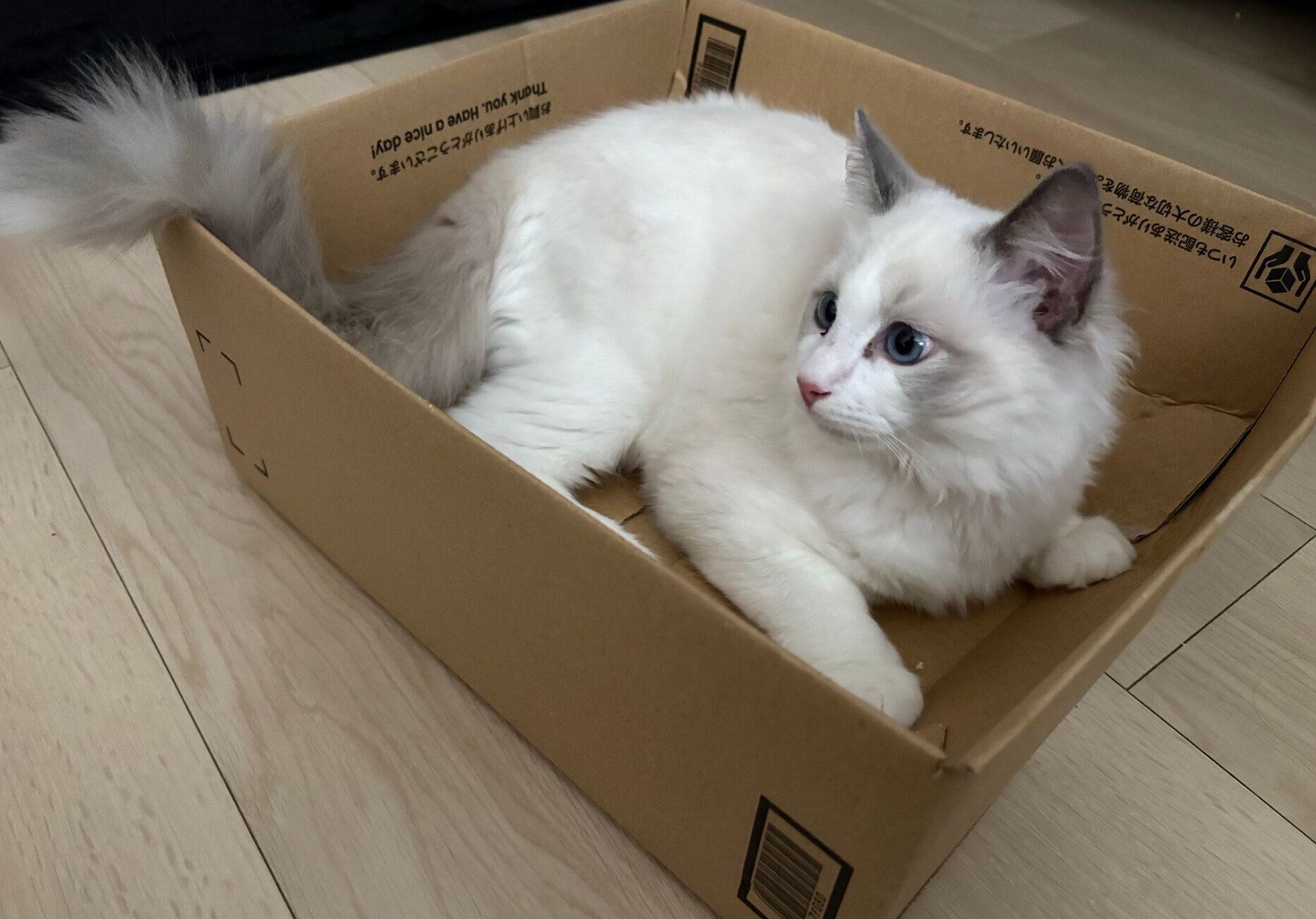 段ボール箱に入るバロンくん