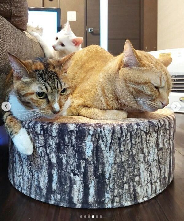 まったりする3匹