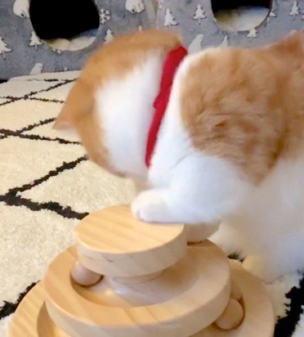 ボールで遊ぶ茶太くん