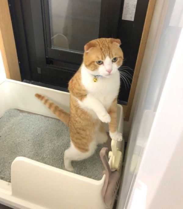 トイレ中の姿が変なスコティッシュフォールド