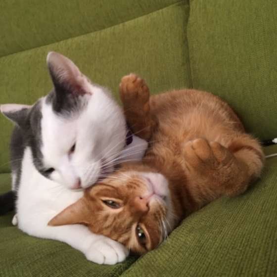 仲良く寄り添う猫