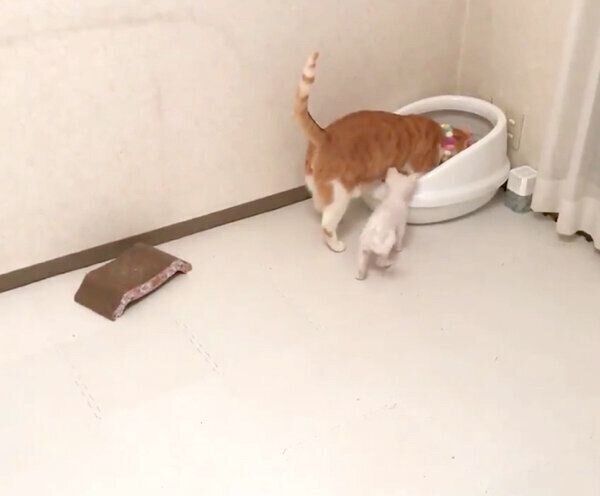 子猫にトイレのやり方を教えるむぎくん