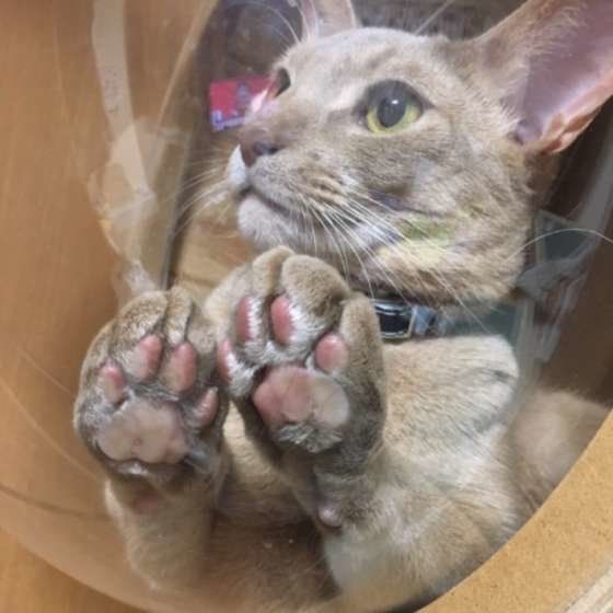 肉球を見せるアビシニアン