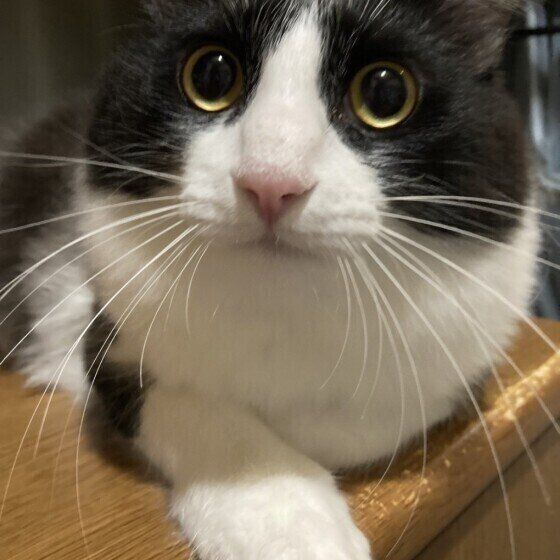 MIX　黒×白のサブちゃん