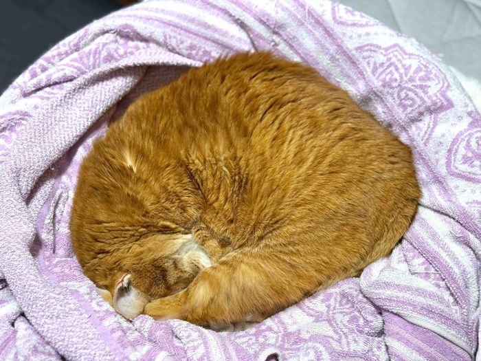 体を丸めている猫