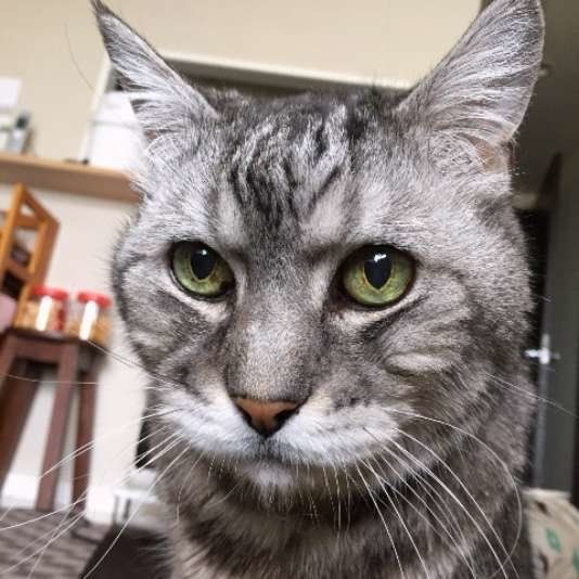 キリッとしたお顔のアメリカンショートヘア